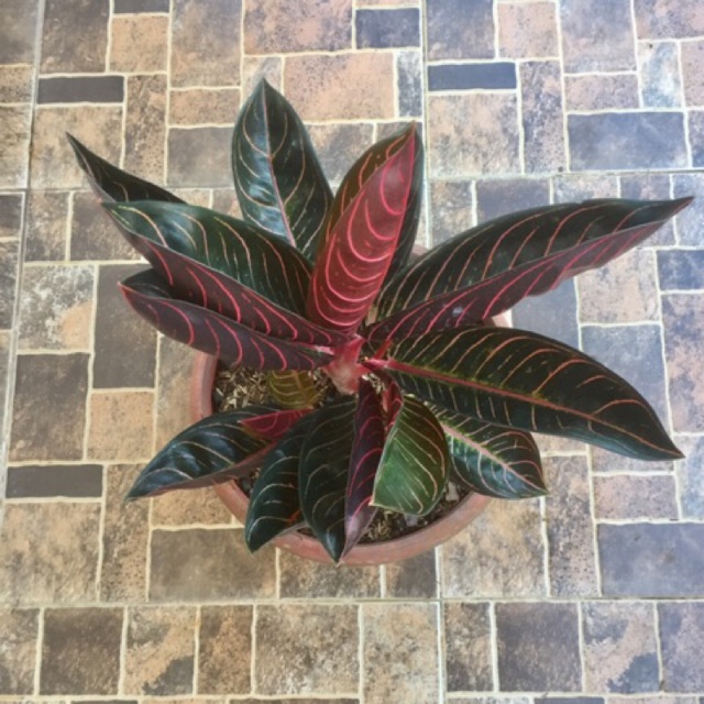 tanaman hias aglonema red Sumatra Indukan - Aglonema red Sumatra indukan