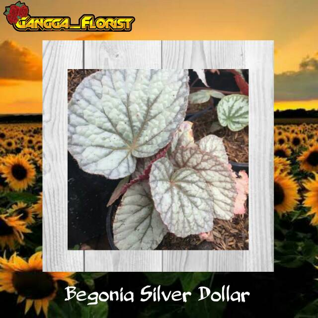 TANAMAN HIAS BUNGA BEGONIA SILVER DOLLAR