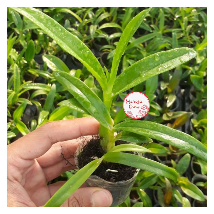 Bibit / Seedling Tanaman Hias Bunga Anggrek Dendrobium Cattleya