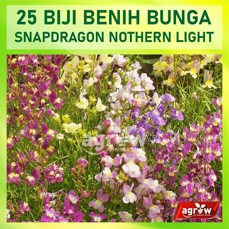 Benih Bunga 25 Biji Bunga Snapdragon Northern Light Benih Tanaman Bunga Import