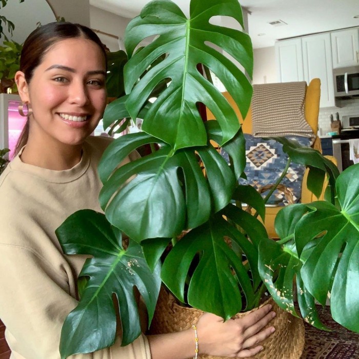 Bibit Monstera Deliciousa, 3 Daun Monstera Deliciousa, Bibit Monstera