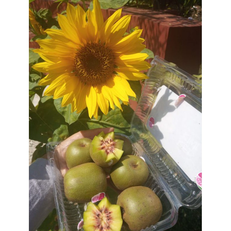

GREEN KIWI FRESH AUSTRALIA MURAH