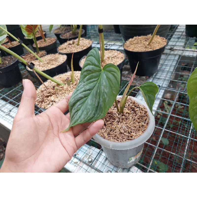PROMO tanaman hias philodendron majestic / philodendron majestic murah