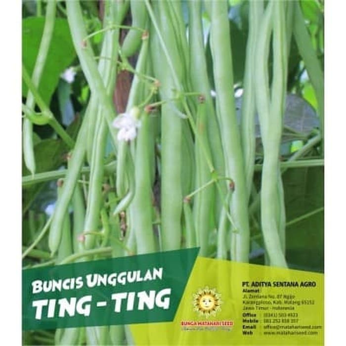 

Bibit Buncis Unggulan TING TING - 500 Gram