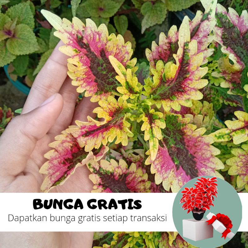 BUNGA MIANA / MIANA STEK / MIANA HIDUP / BUNGA HIDUP / MIANA MURAH / MIANA PREMIUM / BIBIT MIANA