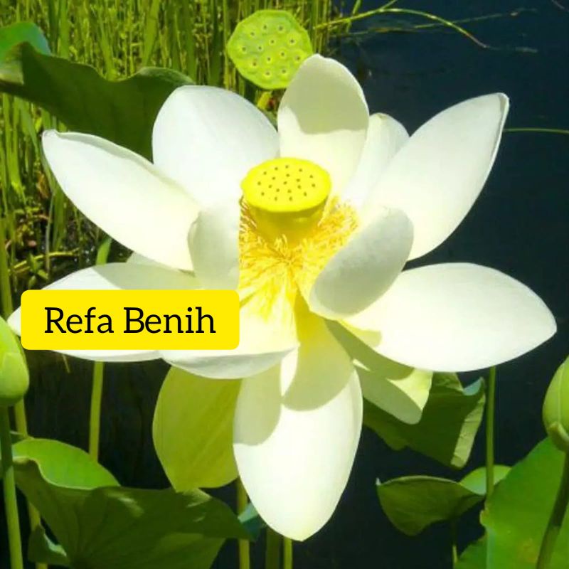 Biji Benih Tanaman Teratai White Banana F1 Import / Benih Lotus / Biji Lotus Unik / Kalung