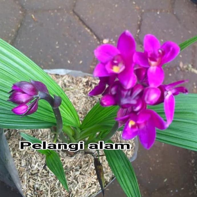 C3T Bibit Tanaman Hias Anggrek Tanah