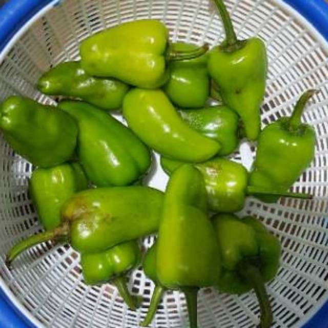 

Cabe Hijau Besar Pontianak 250gr