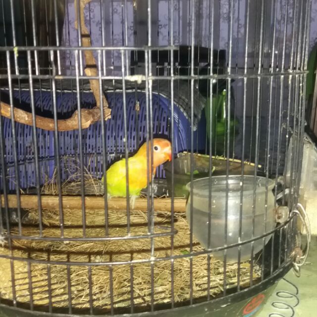 bgerinal