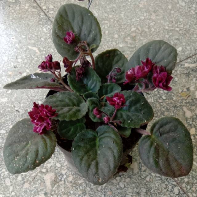Tanaman Hias Begonia Violces Merah / Begonia Mawar Merah / Bunga Bertumpuk