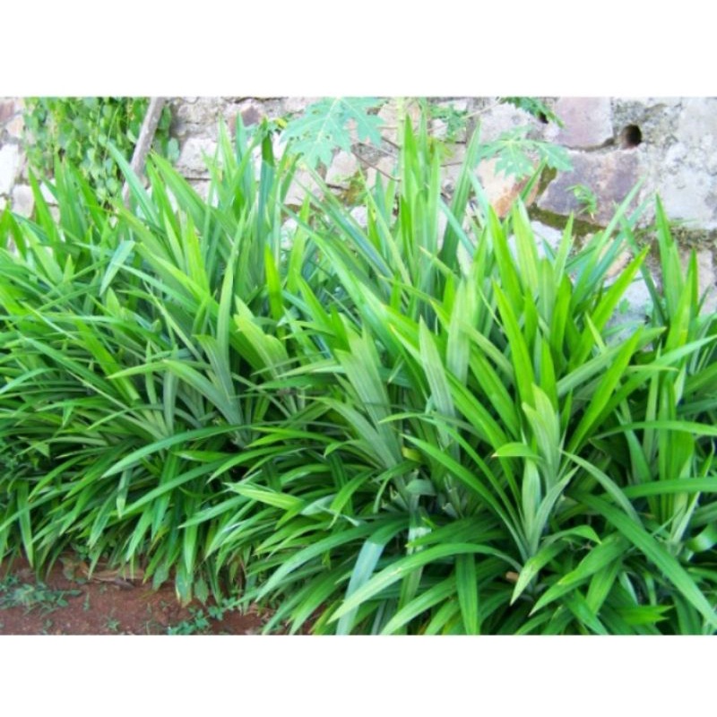 

DAUN PANDAN 20 LEMBAR LANGSUNG DI PETIK