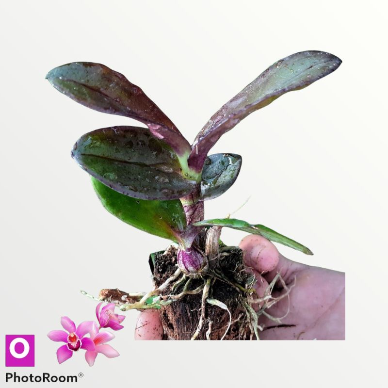 Anggrek dendrobium Mangoesten Langka tanaman hias hidup orchid