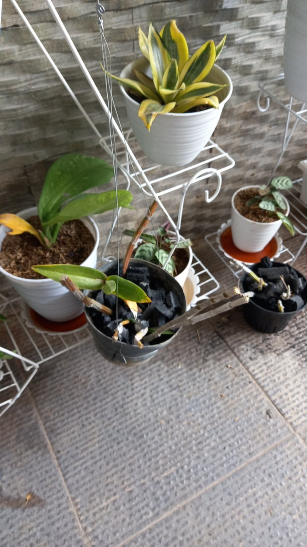 Bibit Anggrek Dendro - Dendrobium Seedling Hybrid