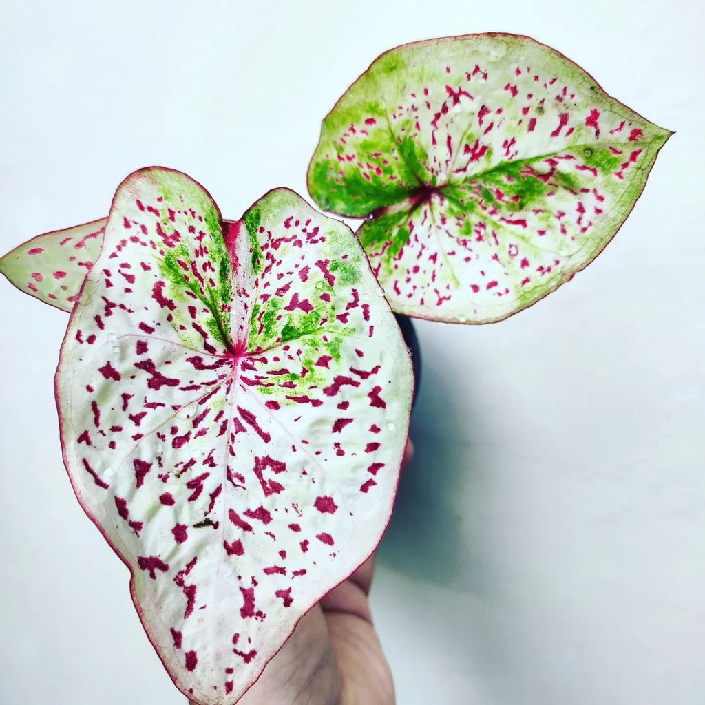 Keladi White Leopard Keladi Hias Caladium Tanaman Hias Keladi Tanaman Keladi Hidup Tanaman Hias Mura