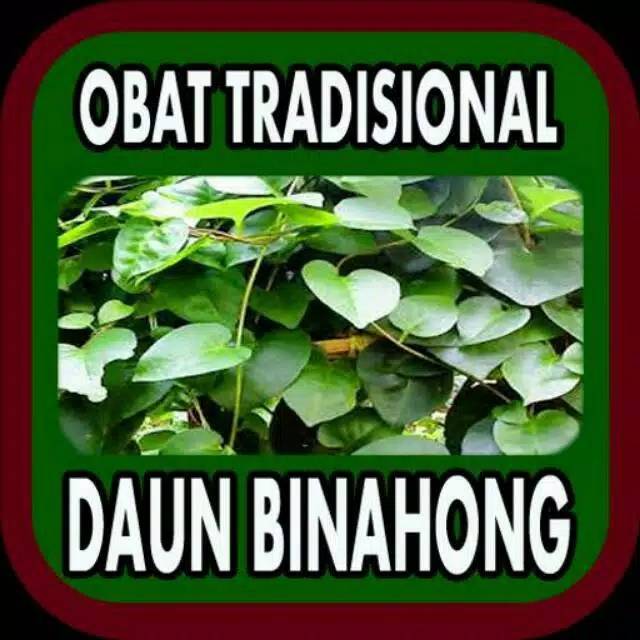 jual obat herbal daun binahong - pohon binahong hijau - daun binahong
