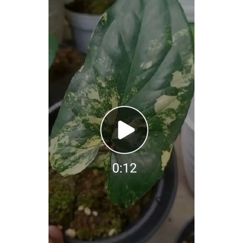 syngonium yellow , syngonium aurea