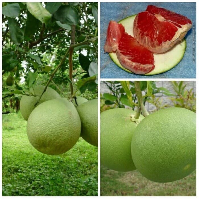 Bibit jeruk bali merah /okulasi