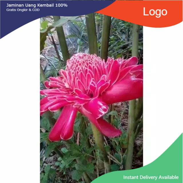 

Rombeh segar 1500 gram