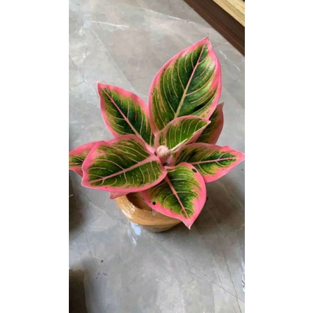 Bibit bonggol aglonema lotus