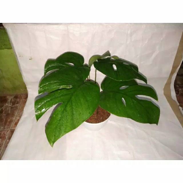 Bonggol Monstera Rapidapora-Monstera