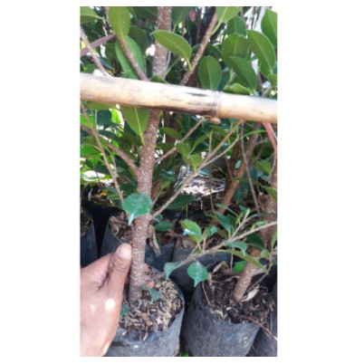 Bibit Bonsai Pohon Beringin Kimeng Murah  BIG/Tinggi kisaran 85cm - 1m/Besar batang jempol tangan