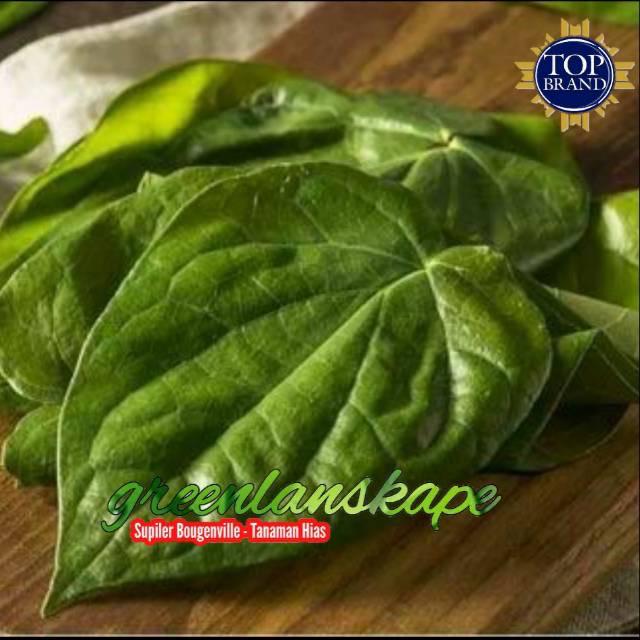 Daun Sirih Segar 250 Gram