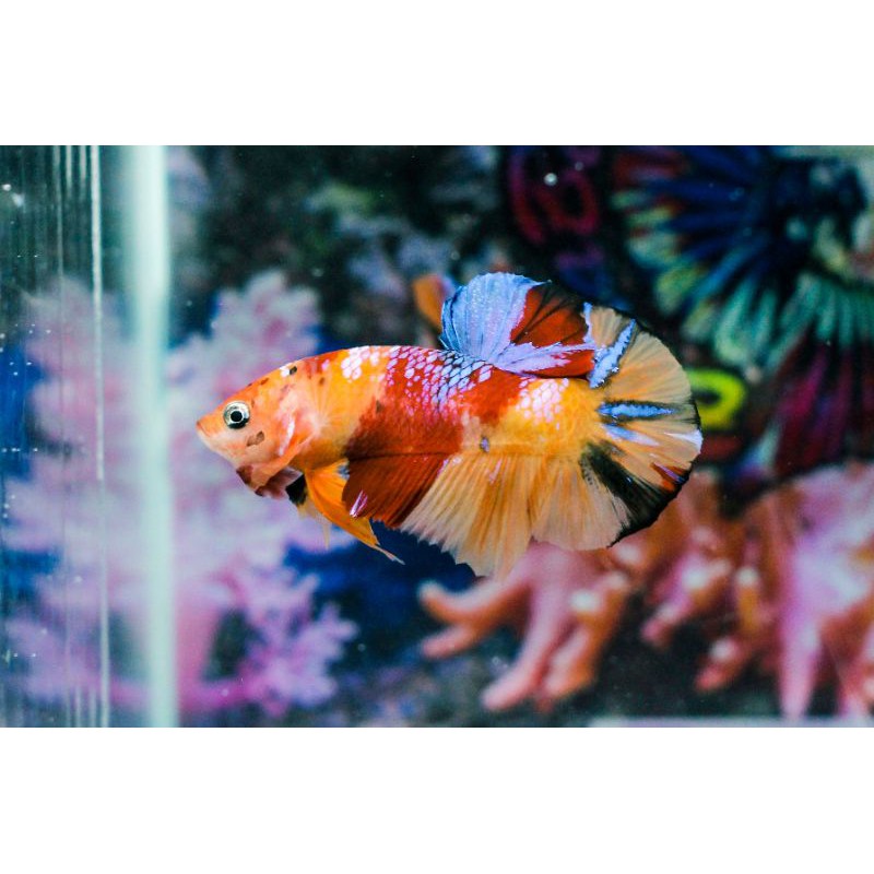 Cupang Indukan Nemo multicolor Top Grade