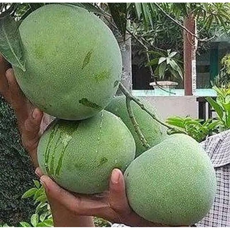 Bibit Buah Mangga Kelapa Jumbo | Bibit Tanaman Mangga Kelapa
