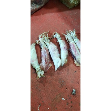 

cumi jarum besar