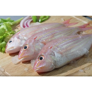 Jual Ikan Kurisi - Fresh Seafood - Ikan Laut Segar | Shopee Indonesia