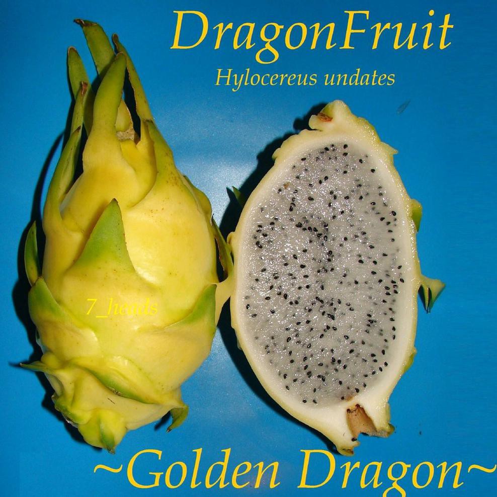 TANAMAN GOLDEN DRAGON FRUIT - BIBIT BUAH NAGA KUNING TANPA DURI #_*