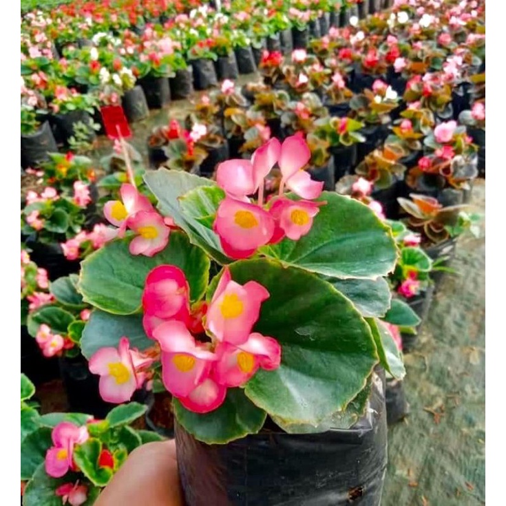 Begonia bunga - tanaman begonia bunga