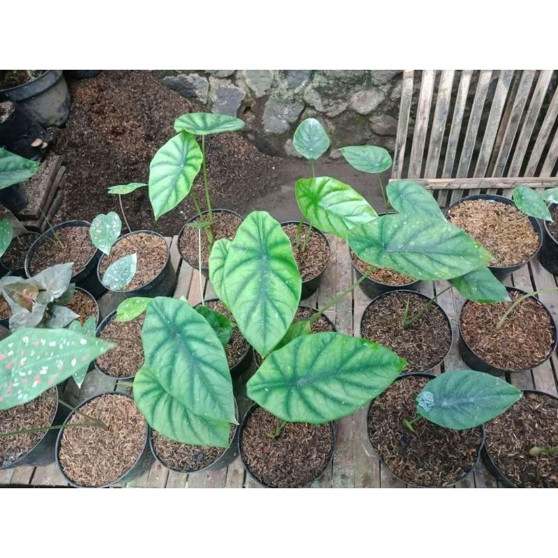 Keladi tengkorak hijau