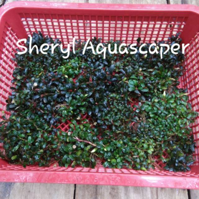Bucephalandra Sp. Brownie Mini phantom