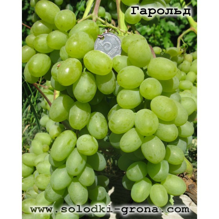 Bibit Anggur Import Harold Hasil Grafting