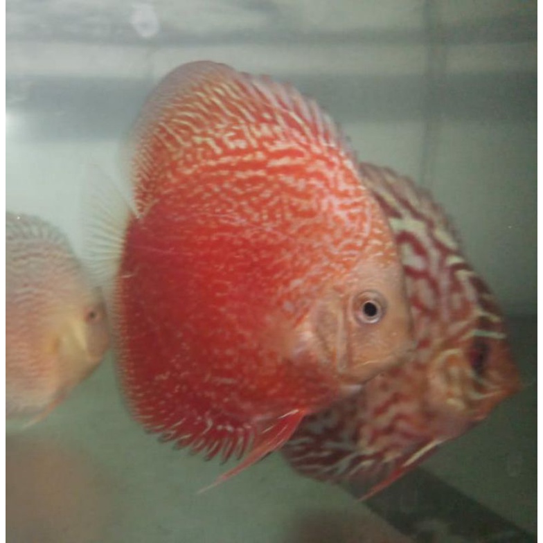 Ikan hias Air tawar ikan Discus Snow Leopard size 2inc