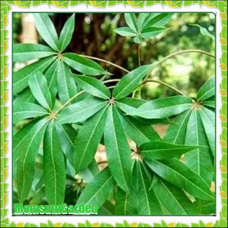 

Daun Randu segar 100 gram Daun kapuk