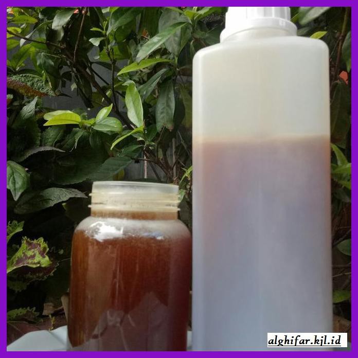 

MADU-MINUMAN- MADU HUTAN SUMATRA SIALANG 1KG MURNI -ASLI-BUKAN-KAWE-KAWE-