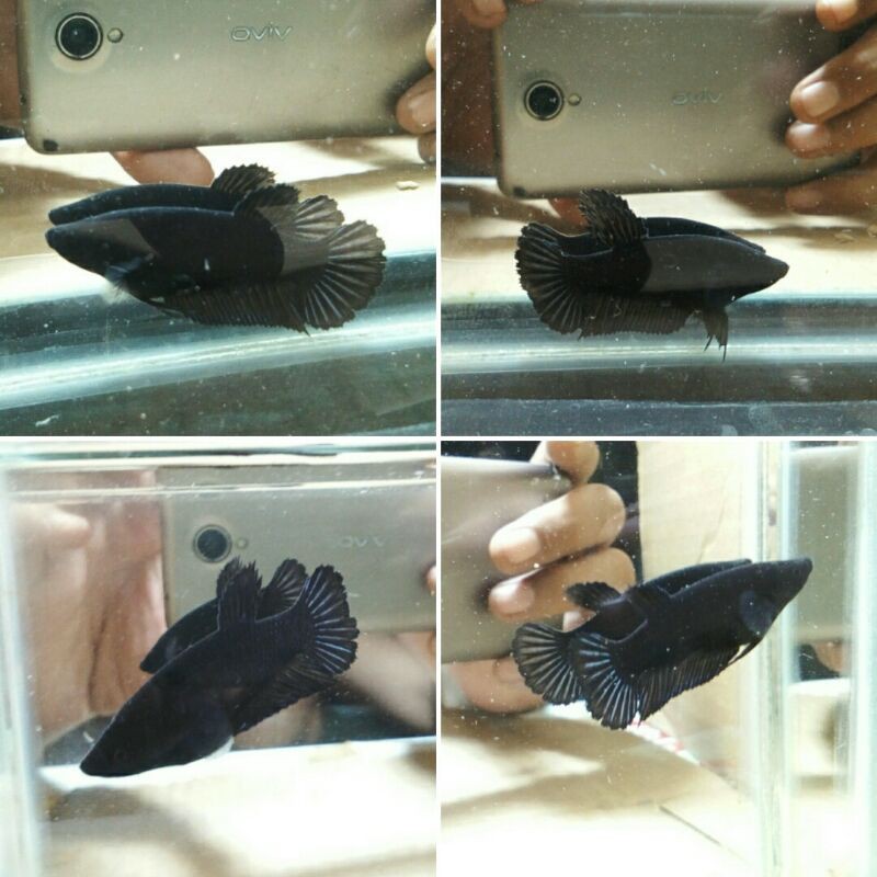 cupang super black/female/full egg/real pic
