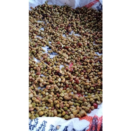 bibit kopi biji liberika