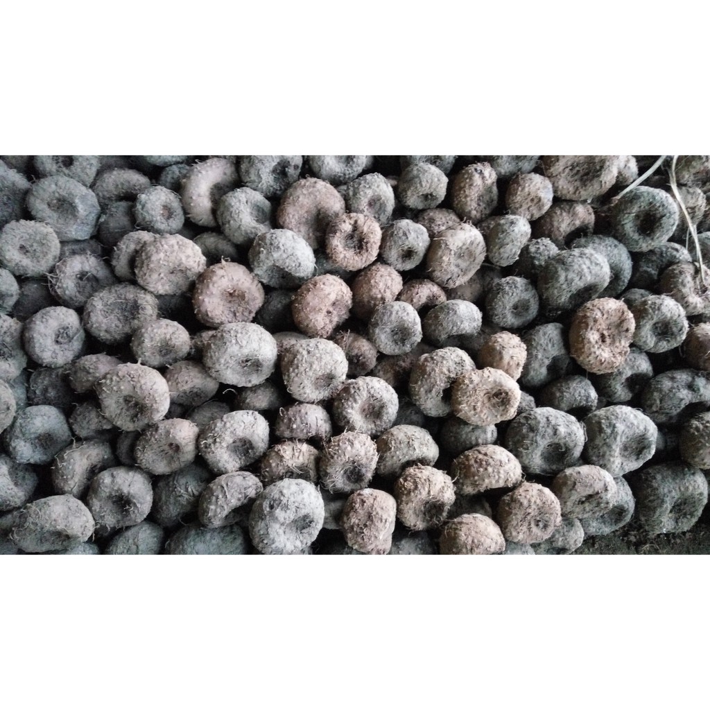 

Umbi porang 500gr