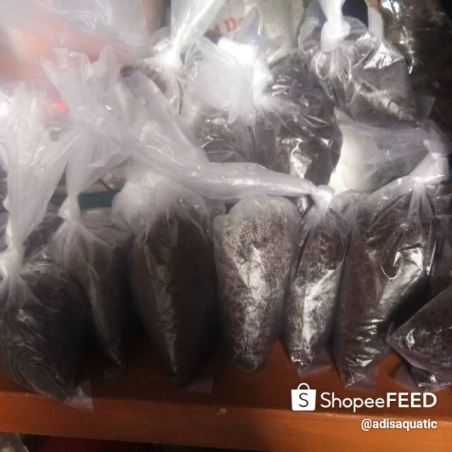 Telur killifish  guanteri red siap tetas 50 butir