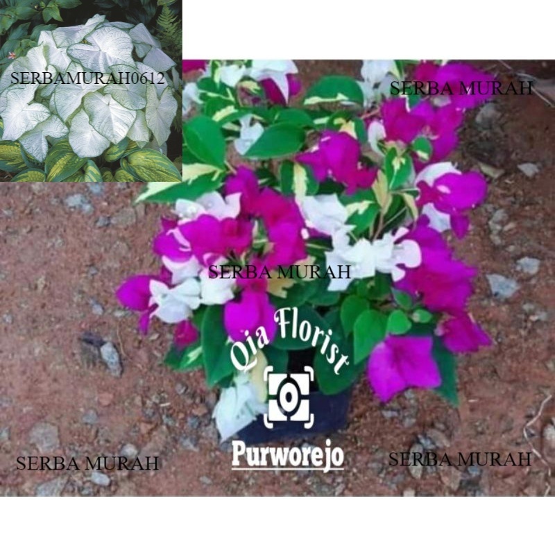 Tanaman BOUGENVILLE - BUGENVILE - bibit coconat ice/merah putih SERBAMURAH