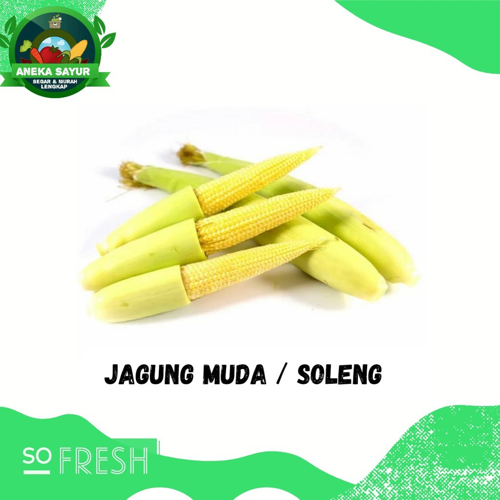 

Soleng Atau Jagung Muda