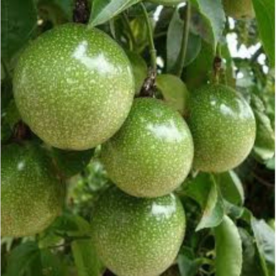 Bibit Markisa Konyal Markisa Manis