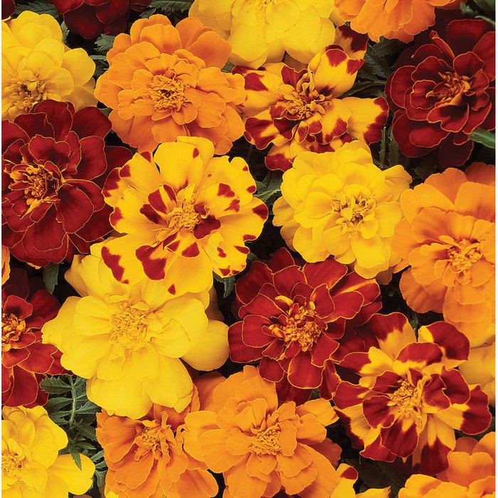 10 Benih Marigold  Durango Outback Mix  Marigold Seed Seeds/benih biji