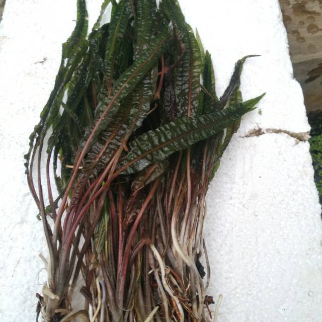 Cripto balansai tanaman aquascape