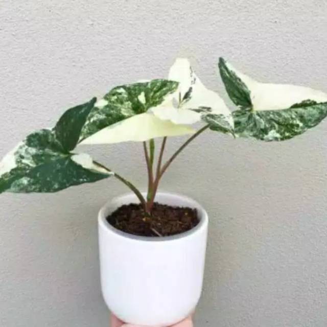 Tanaman hias syngonium varigata-syngonium varigata-syngonium