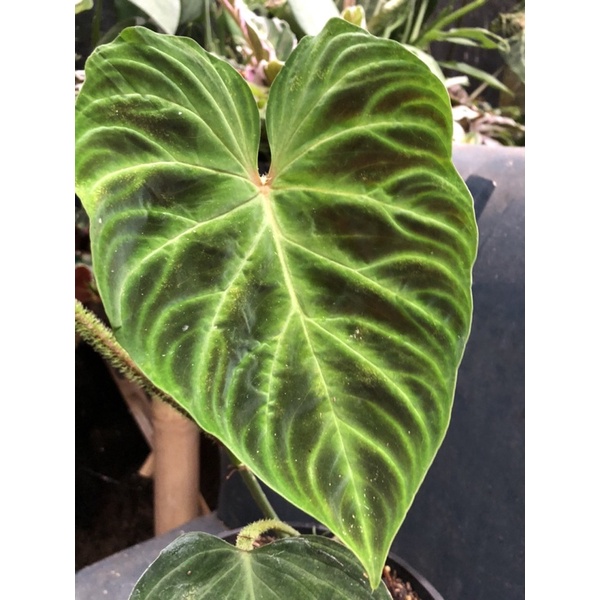 philodendron verrucosum