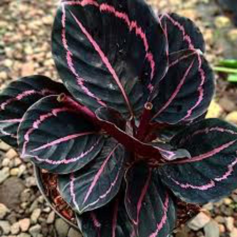 Calathea Black Lipstick-tanaman hias-bibit calathea black lipstick